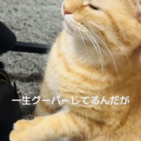 飼い主さんに撫でられて前足をグーパーするマンチカン