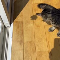 床に落ちたおもちゃの影を見つめる猫