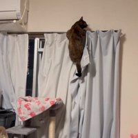 カーテンレールに掴まる猫