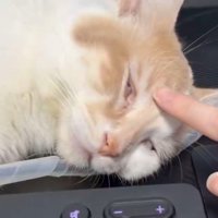 白目をむいて眠る猫の額を指で撫でる飼い主