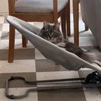 バウンサーを使う猫