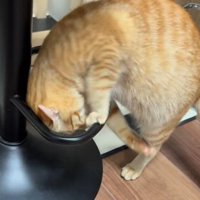 輪っかに頭を入れる猫