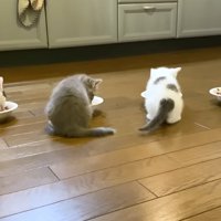 ご飯を食べる子猫達