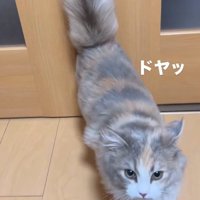 開けたドアから入ってくる猫