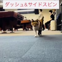 飼い主さんに向かって駆けてくる看板猫