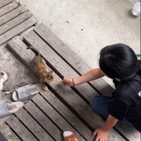 子どもの近くでごはんを食べる子猫
