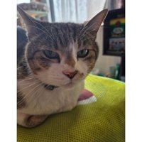 室内にいる猫