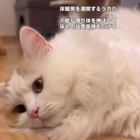 床で転がる猫3