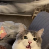 猫じゃらしで遊ぶミヌエット