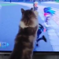 テレビ前にいる猫