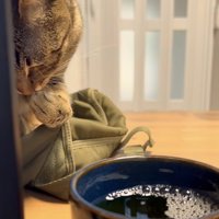 ママさんの麦茶を盗み飲みするキジトラ猫