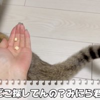 拾ってあげる飼い主さん