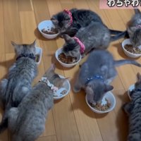 おやつに夢中な猫