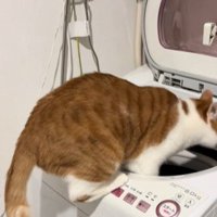 洗濯機の上の猫