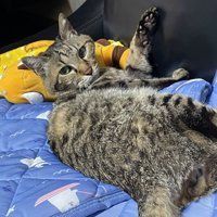 前足をあげる猫