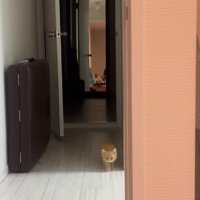 少しずつ近づいてくる子猫