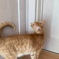 廊下を歩き回る猫