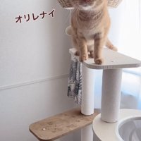 助けを求める猫