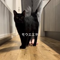 ママさんの前に立つ黒猫