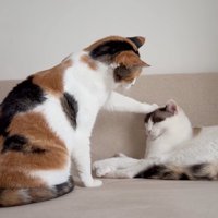 白黒猫の頭に手を乗せている三毛猫