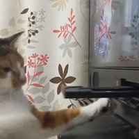 手を引っ込める猫