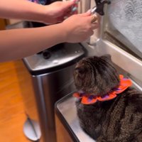 再び戸棚の取っ手に手をかけて引いてみる飼い主