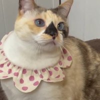 首輪をしている猫