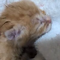 タオルに乗せられる子猫