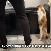 バスタブに前足をかけて立ち上がる猫