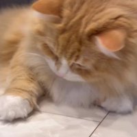 コインの上に手をのせる猫