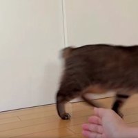 人の腕と猫