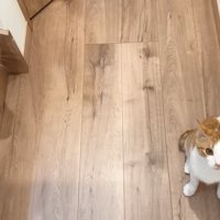 見上げる2匹の猫