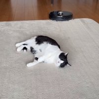 猫が乗っているラグに乗ろうとしているロボット掃除機