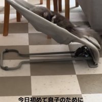 バウンサーを使う猫