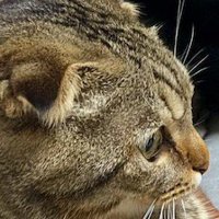 ソファに座って遠くを見つめる猫