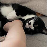 室内にいる猫