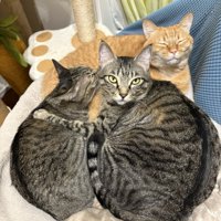 3匹の猫が寄り添っている様子