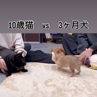 前足を出す子犬