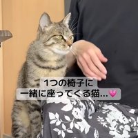 すり寄る猫