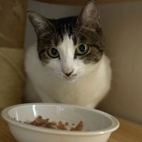 カメラ目線の猫
