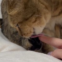 舐める姿のアップ