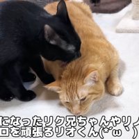 先住猫の毛づくろいをする黒猫