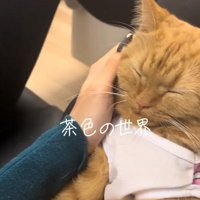 飼い主の膝の上で寝ている猫