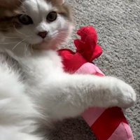 ぬいぐるみに抱きつく猫