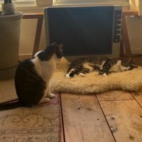 独り占めする猫