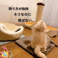 爪とぎポールを降りた子猫