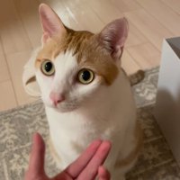 飼い主を見つめる猫