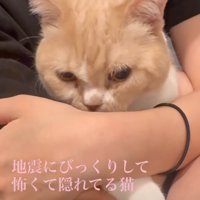 顔を上げる猫