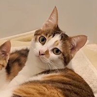 投稿者を見つめる成猫