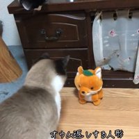 飛び上がって驚く猫